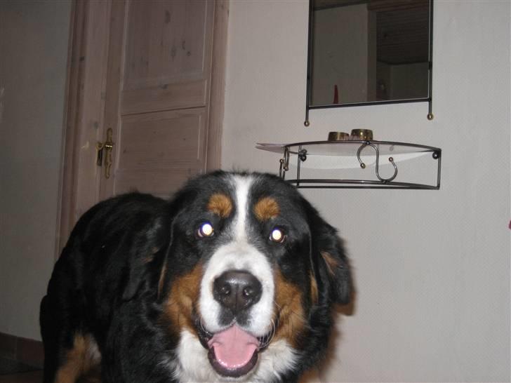 Berner sennenhund Buller billede 19