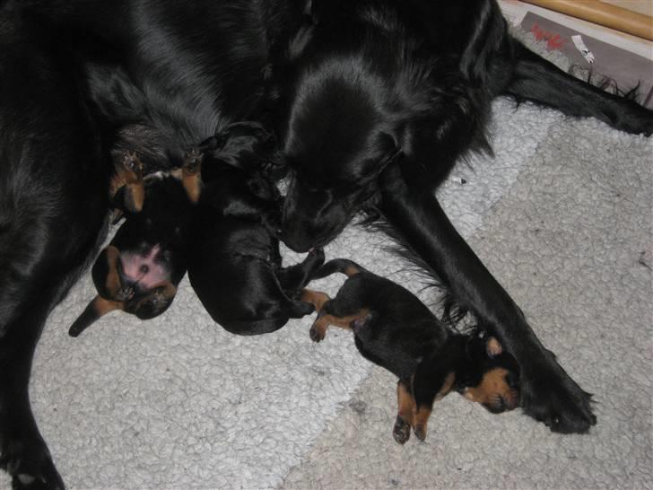 Rottweiler Chica  *Død Nov. 2008 * - Goliat og Ludvig med "mor"og Please billede 15
