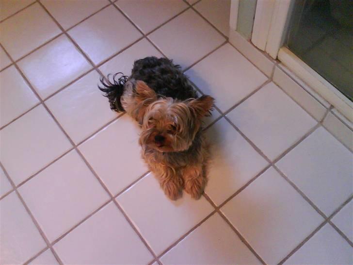 Yorkshire terrier ballou<33 billede 16