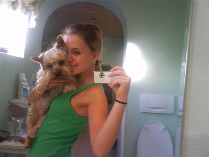 Yorkshire terrier ballou<33 billede 17