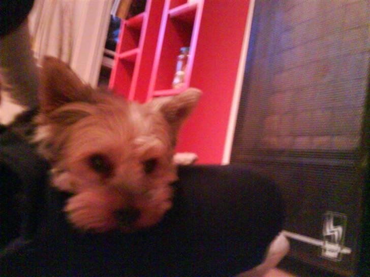 Yorkshire terrier ballou<33 billede 18