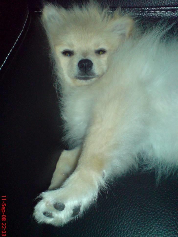 Pomeranian  pippo <3 billede 18