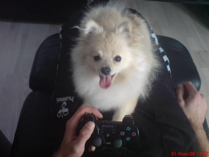 Pomeranian  pippo <3 billede 19