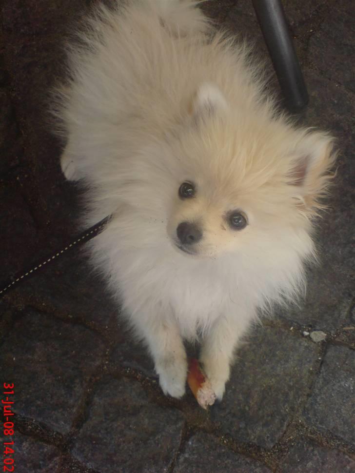 Pomeranian  pippo <3 billede 20