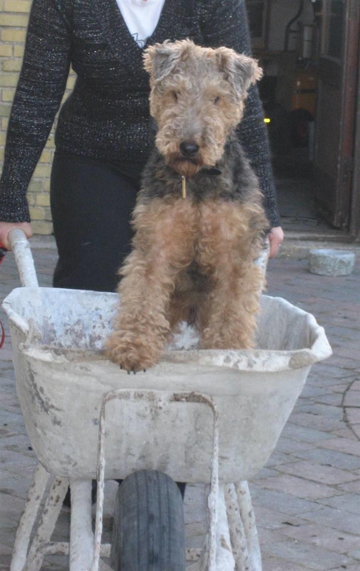 Welsh terrier Riggo - hej og velkommen til min profil, smid gerne en hilsen  :) billede 1