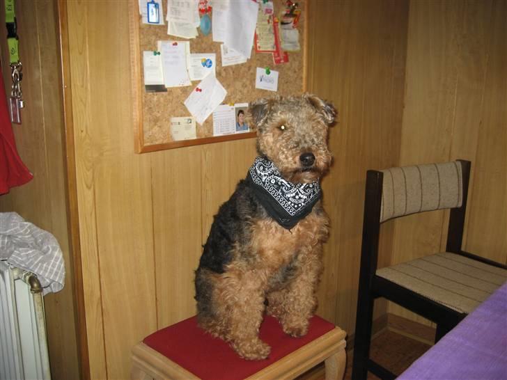 Welsh terrier Riggo - er jeg ikke fin??? billede 2