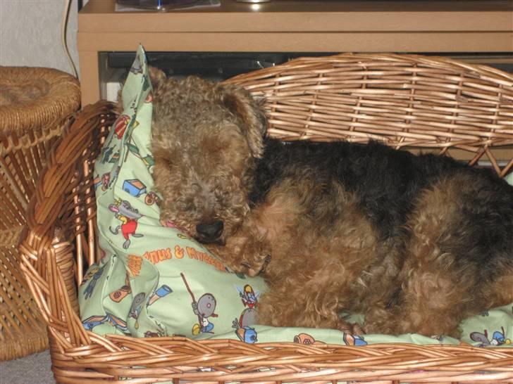 Welsh terrier Riggo - min seng billede 3