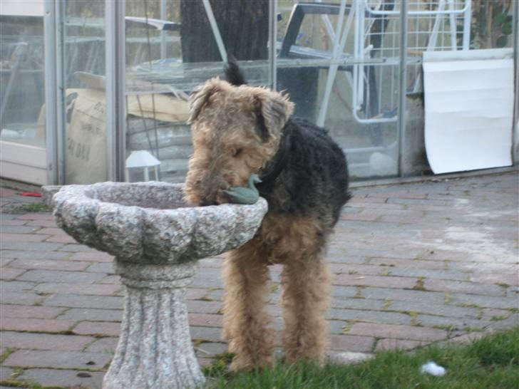 Welsh terrier Riggo billede 4