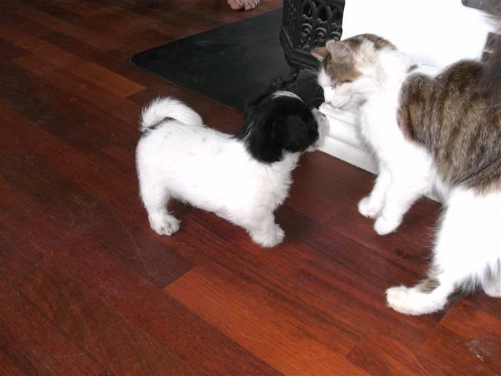 Biewer yorkshire terrier Smilla <3 billede 11