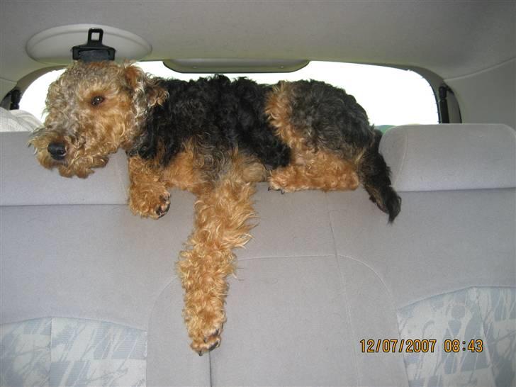 Welsh terrier Riggo - årh her putter man godt billede 5