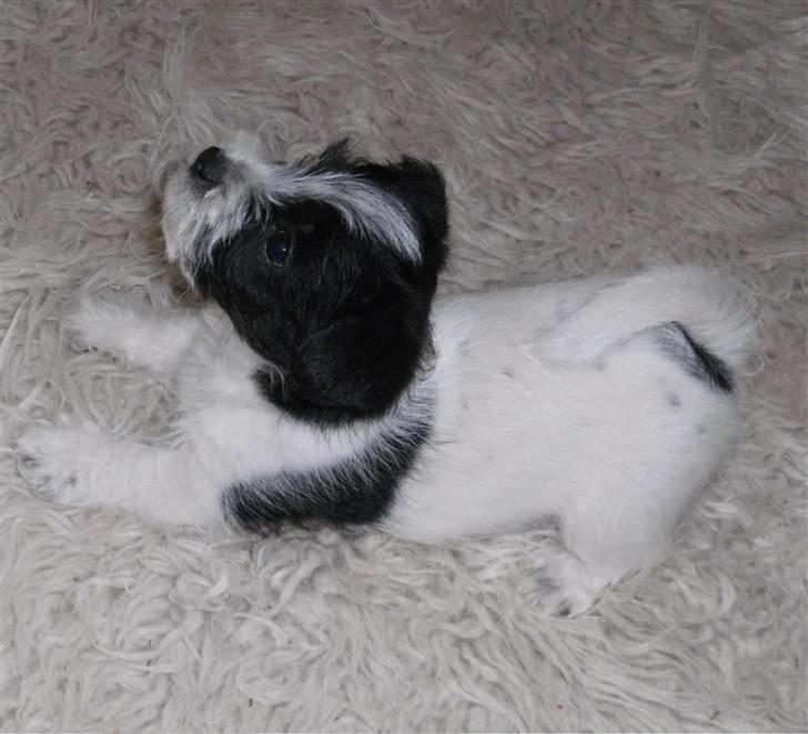 Biewer yorkshire terrier Smilla <3 - Hendes hvalp hermand billede 12