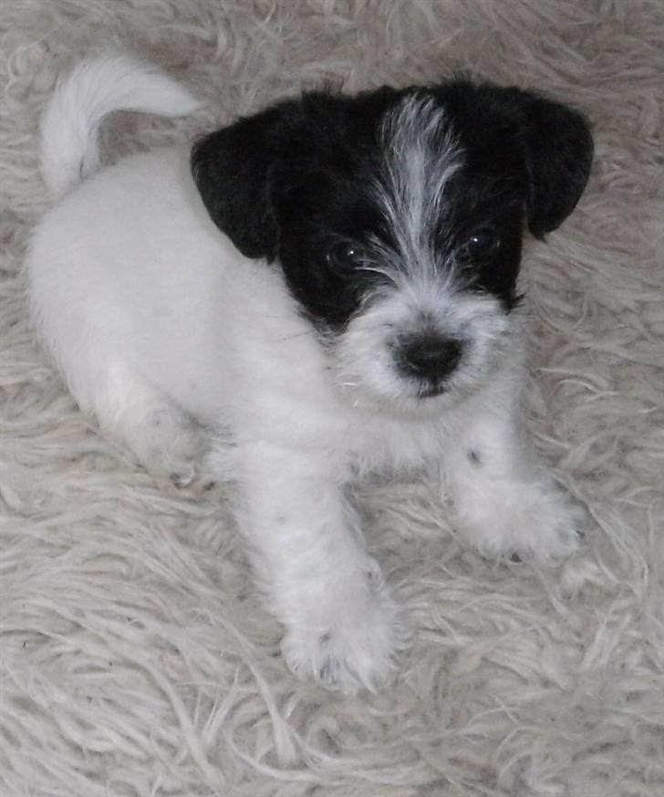 Biewer yorkshire terrier Smilla <3 - Hendes hvalp hermand billede 13