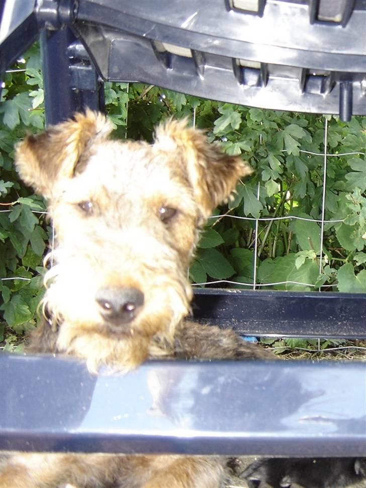Welsh terrier Riggo - Riggo som hvalp billede 7