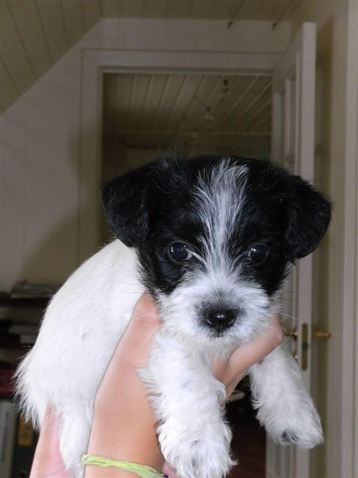 Biewer yorkshire terrier Smilla <3 - Hendes hvalp hermand billede 14