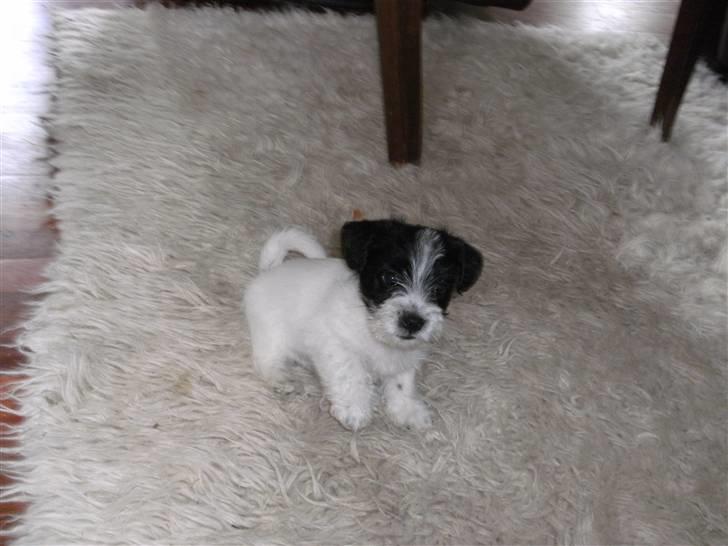 Biewer yorkshire terrier Smilla <3 - Hendes hvalp hermand billede 15