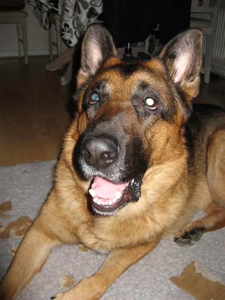 Schæferhund Kanto R.I.P. - Fræk !!! Hvem?? Mig?? Neeejjjj billede 16
