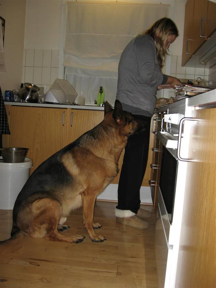 Schæferhund Kanto R.I.P. - Moooaar skynd dig nu med det kylling billede 17