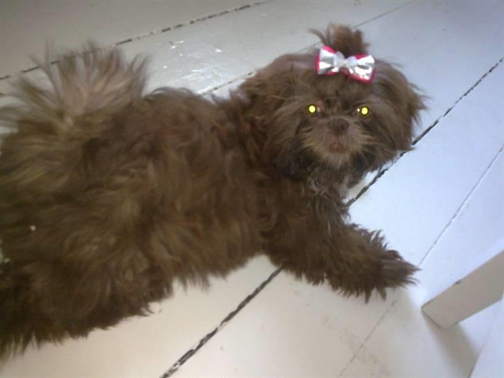 Shih tzu Bella billede 4