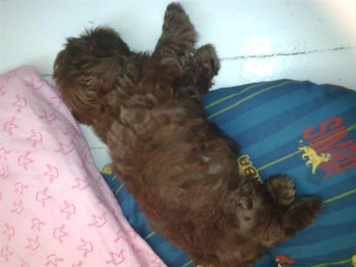 Shih tzu Bella billede 5