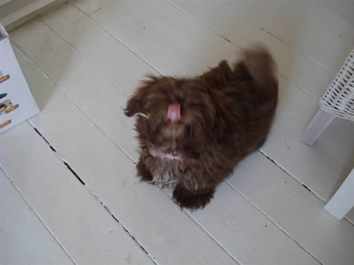 Shih tzu Bella billede 6