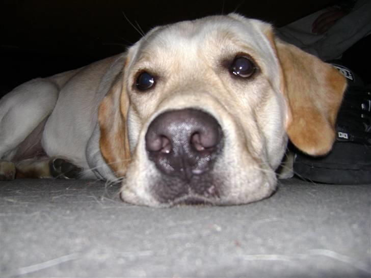 Labrador retriever BOB billede 4