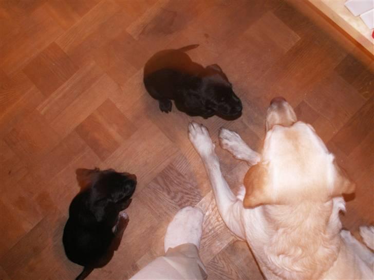 Labrador retriever BOB billede 5