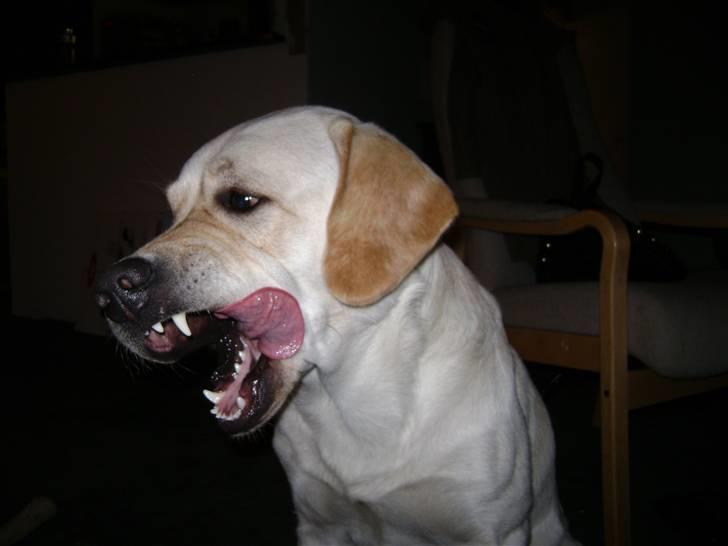 Labrador retriever BOB billede 6