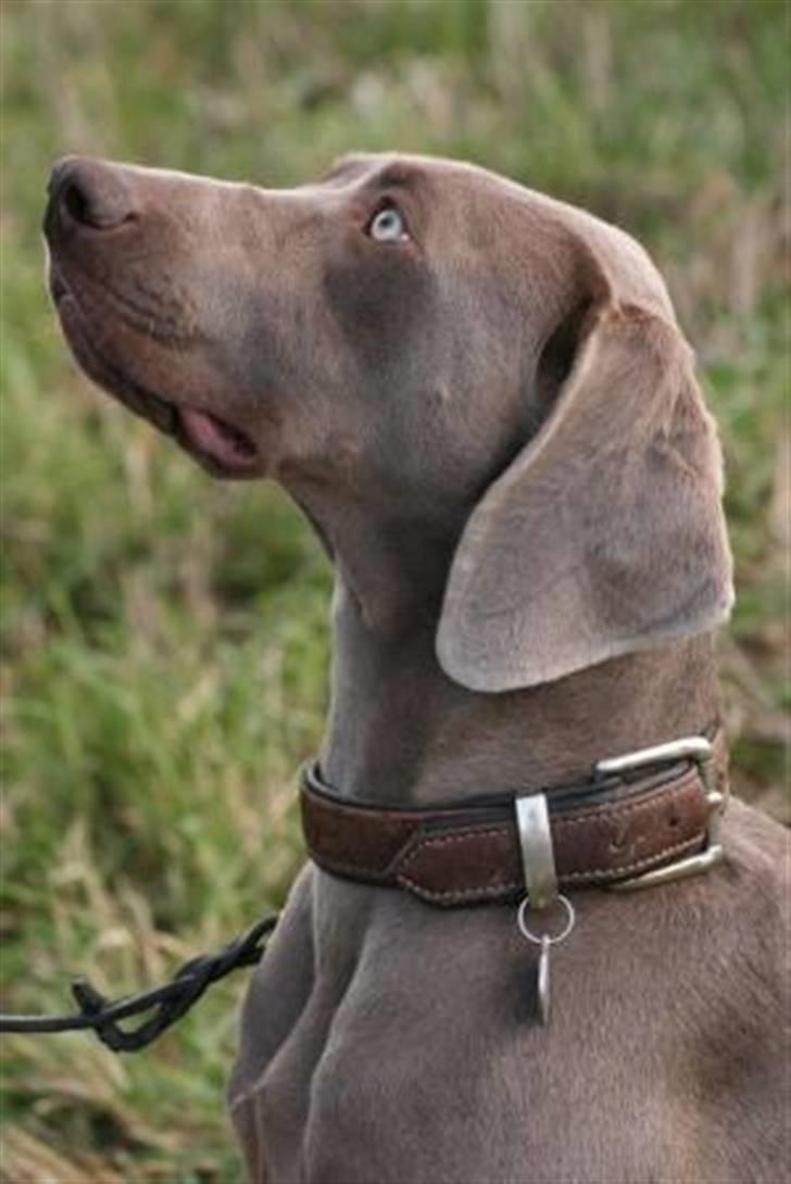 Weimaraner Aica Silver Hunter´s Alba billede 4