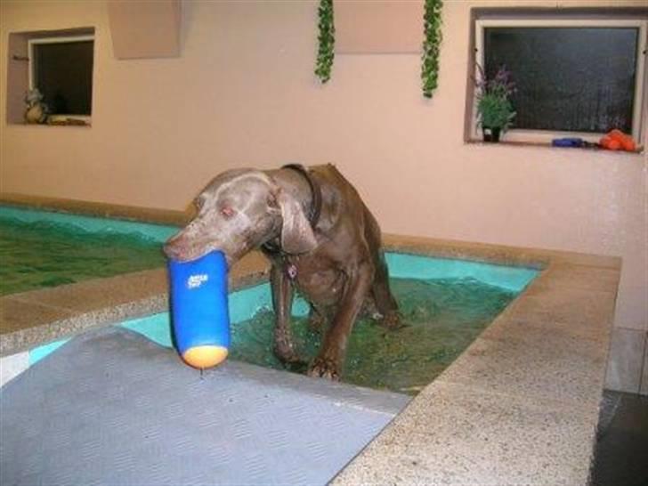 Weimaraner Aica billede 4