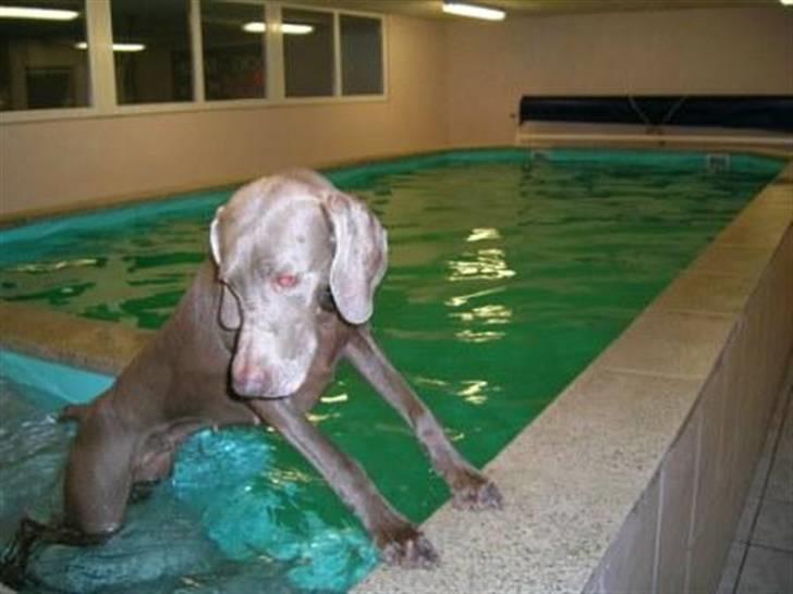 Weimaraner Aica billede 5