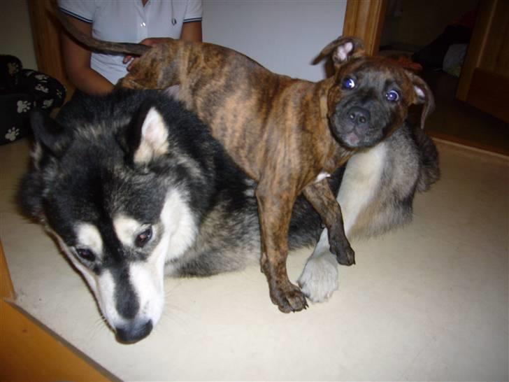 Amerikansk staffordshire terrier Zoey - Zoey & Emma leger billede 15