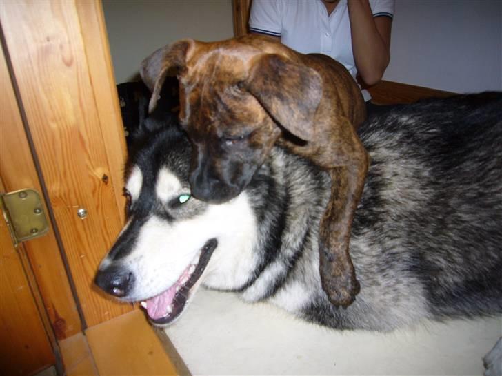 Amerikansk staffordshire terrier Zoey - Haha, hun tror hun er rigtig stor billede 16