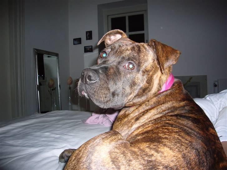 Amerikansk staffordshire terrier Zoey billede 17