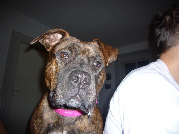 Amerikansk staffordshire terrier Zoey billede 18