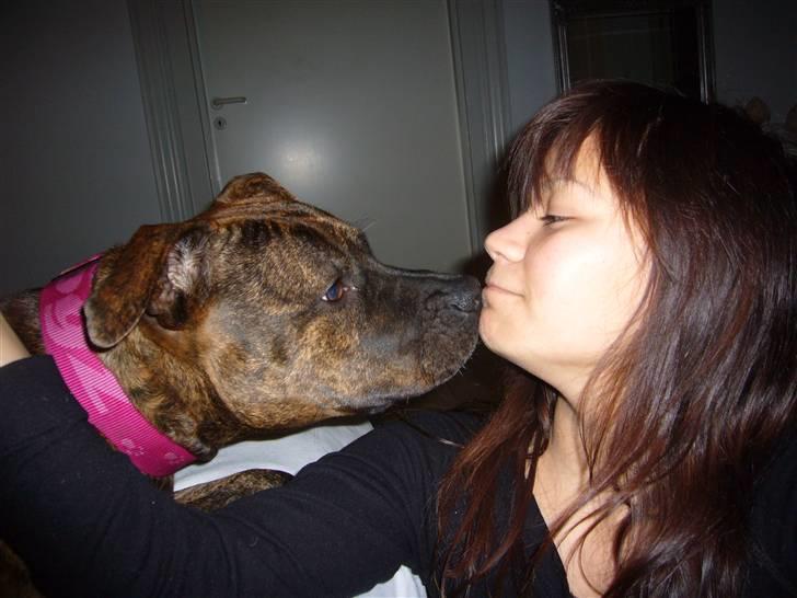 Amerikansk staffordshire terrier Zoey - Uhhh den kærlighed <3 billede 19