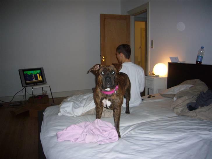 Amerikansk staffordshire terrier Zoey billede 20