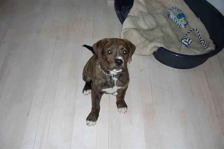 Blanding af racer Kato billede 11