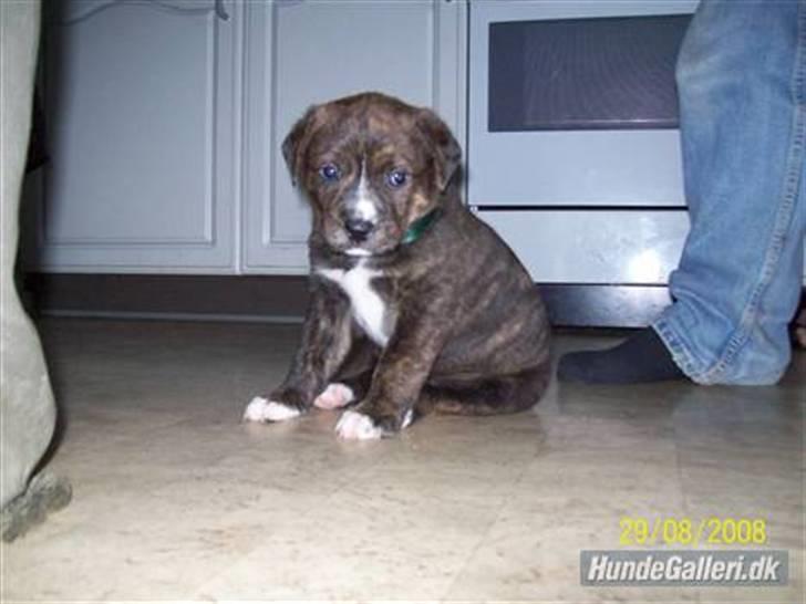 Blanding af racer Kato billede 12