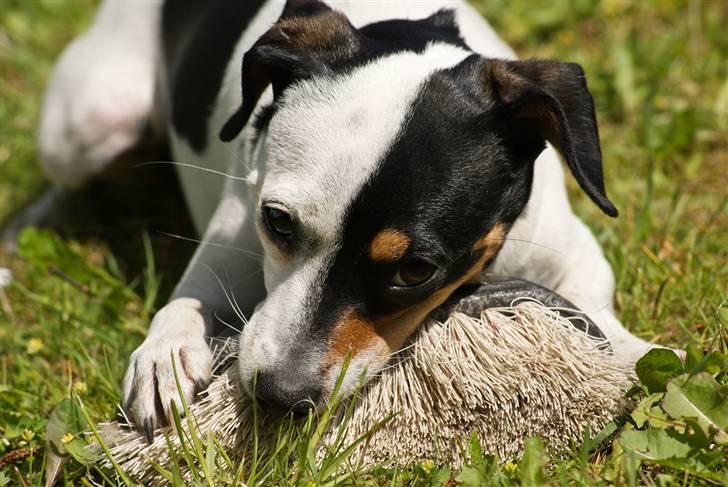 Dansk svensk gaardhund Dina - Sagde du ikke, at vi skulle vaske gulv ?? billede 14