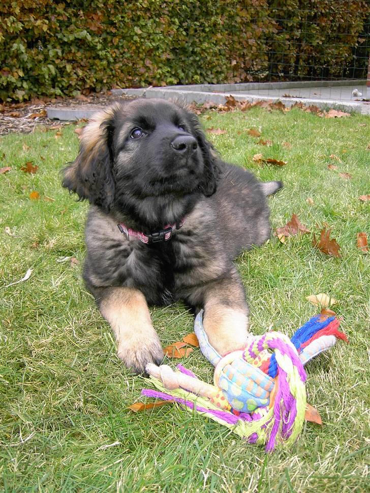 Leonberger Nahla  - 10 uger billede 6