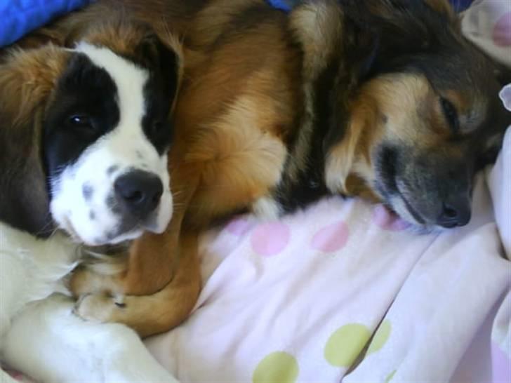 Blanding af racer Gloria billede 4