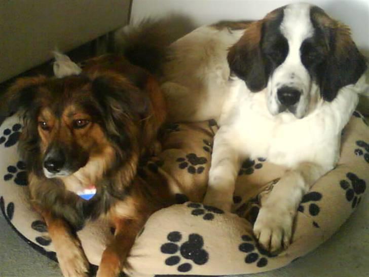 Blanding af racer Gloria billede 5