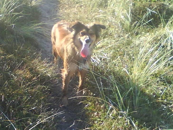 Blanding af racer Gloria billede 6