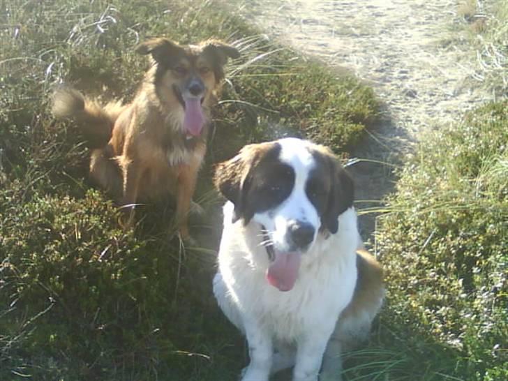 Blanding af racer Gloria billede 7