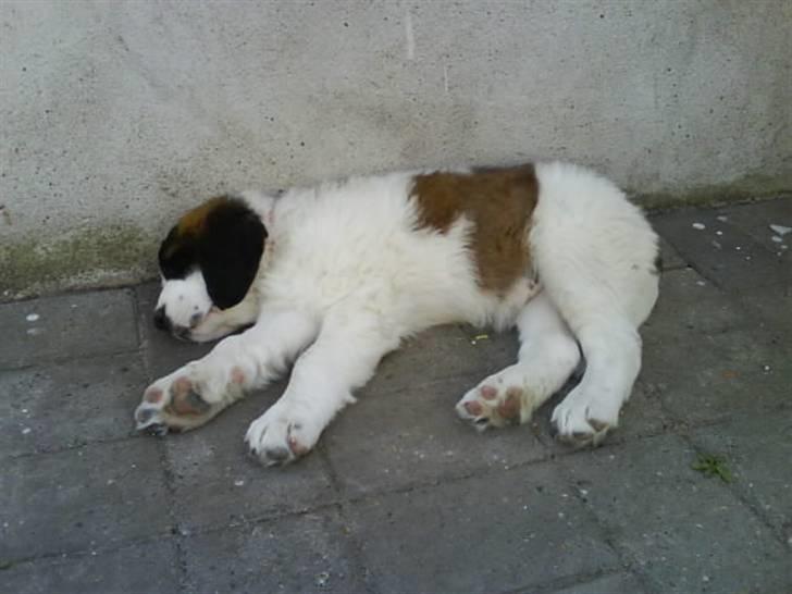 Sankt bernhardshund Chica R.I.P billede 7