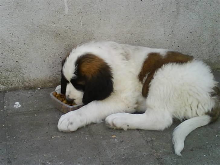 Sankt bernhardshund Chica R.I.P billede 8