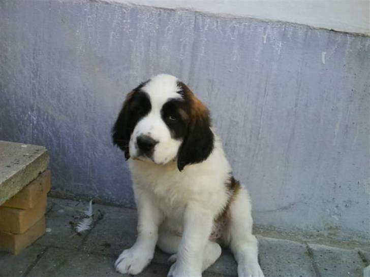 Sankt bernhardshund Chica R.I.P billede 9