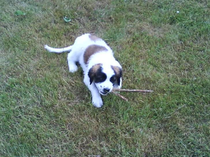 Sankt bernhardshund Chica R.I.P billede 10