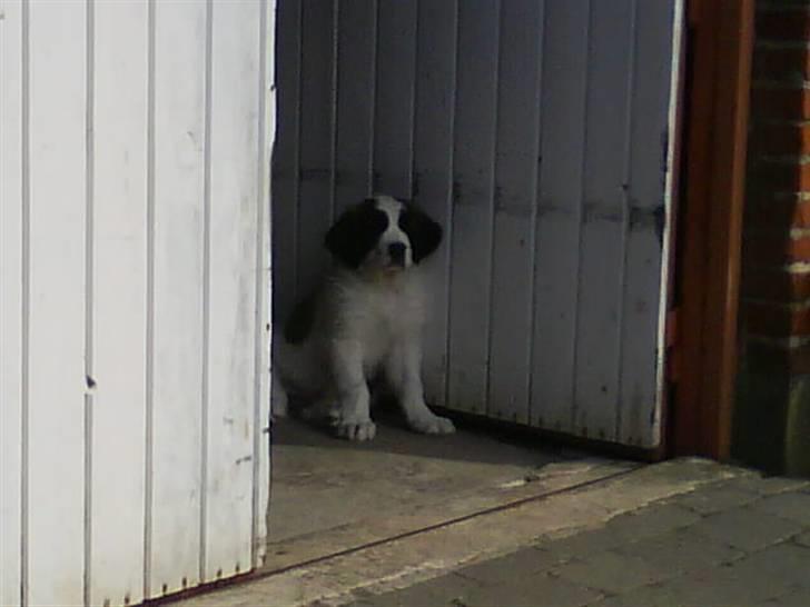 Sankt bernhardshund Chica R.I.P billede 11