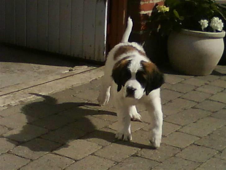 Sankt bernhardshund Chica R.I.P billede 12